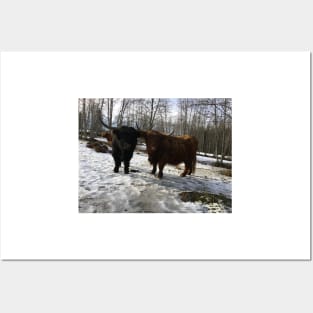 Scottish Highland Cattle Bull and Cow 2297 Posters and Art